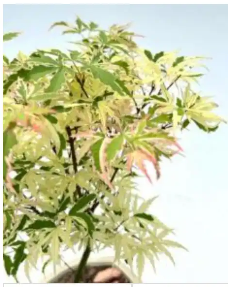 Variegated Butterfly Japanese Maple Bonsai Tree (Acer palmatum) -  www.cook-with-love.com
